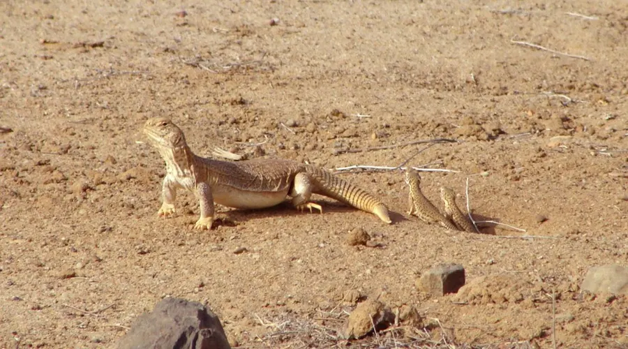 Kutch Desert Wildlife Sanctuary